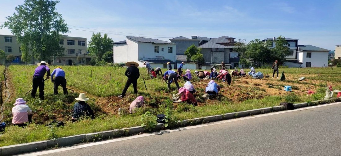 麥冬基地 